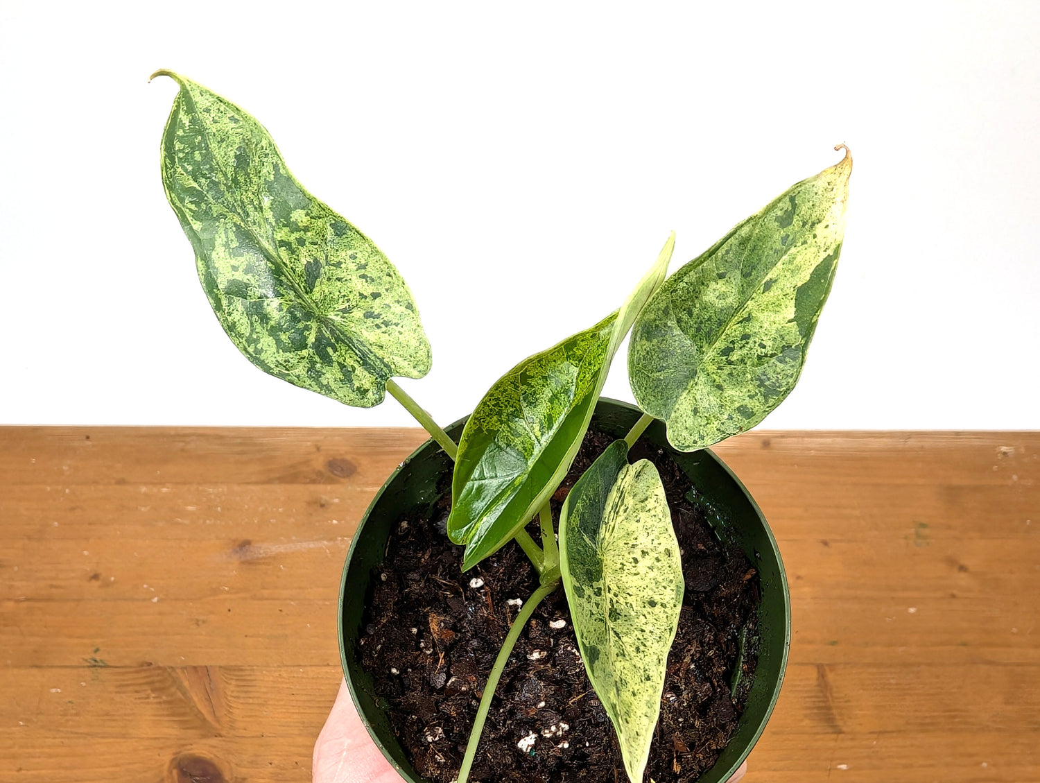 Alocasia Dragon Scale Mint Variegated