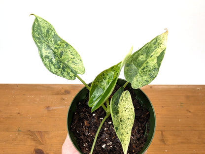Alocasia Dragon Scale Mint Variegated