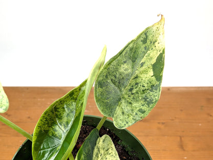 Alocasia Dragon Scale Mint Variegated