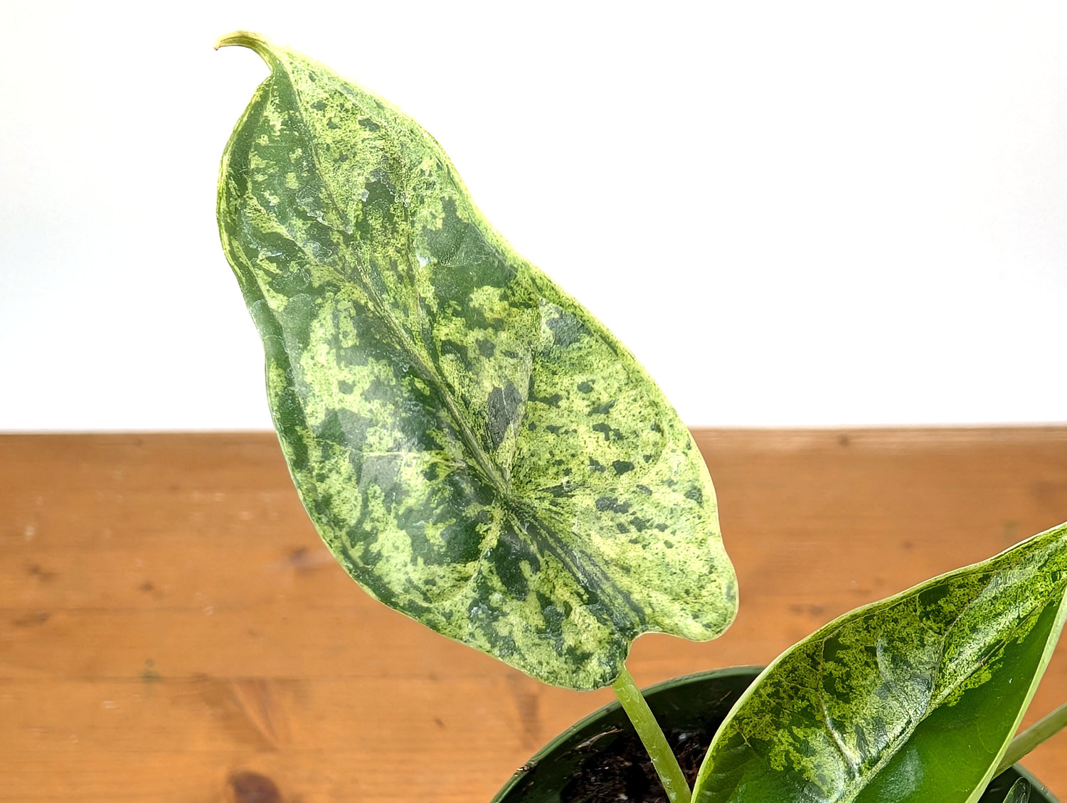 Alocasia Dragon Scale Mint Variegated