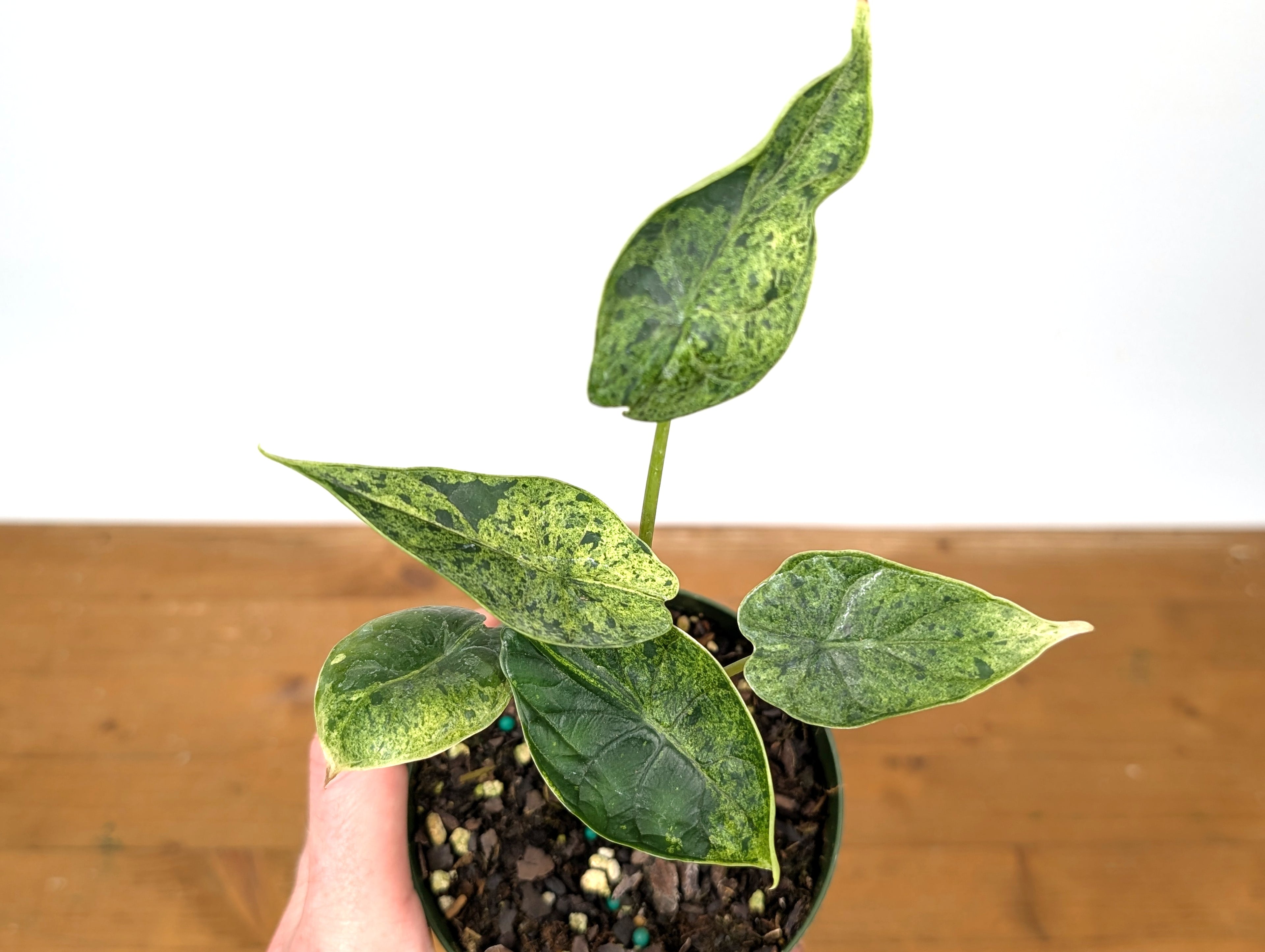 Alocasia Dragon Scale Mint Variegated