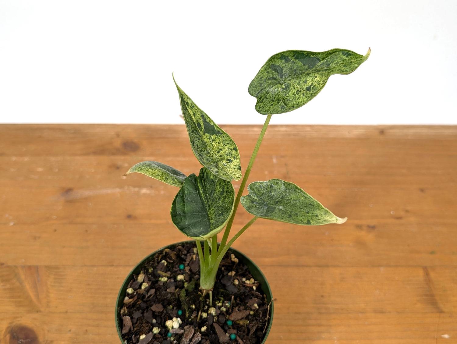 Alocasia Dragon Scale Mint Variegated
