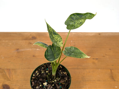 Alocasia Dragon Scale Mint Variegated