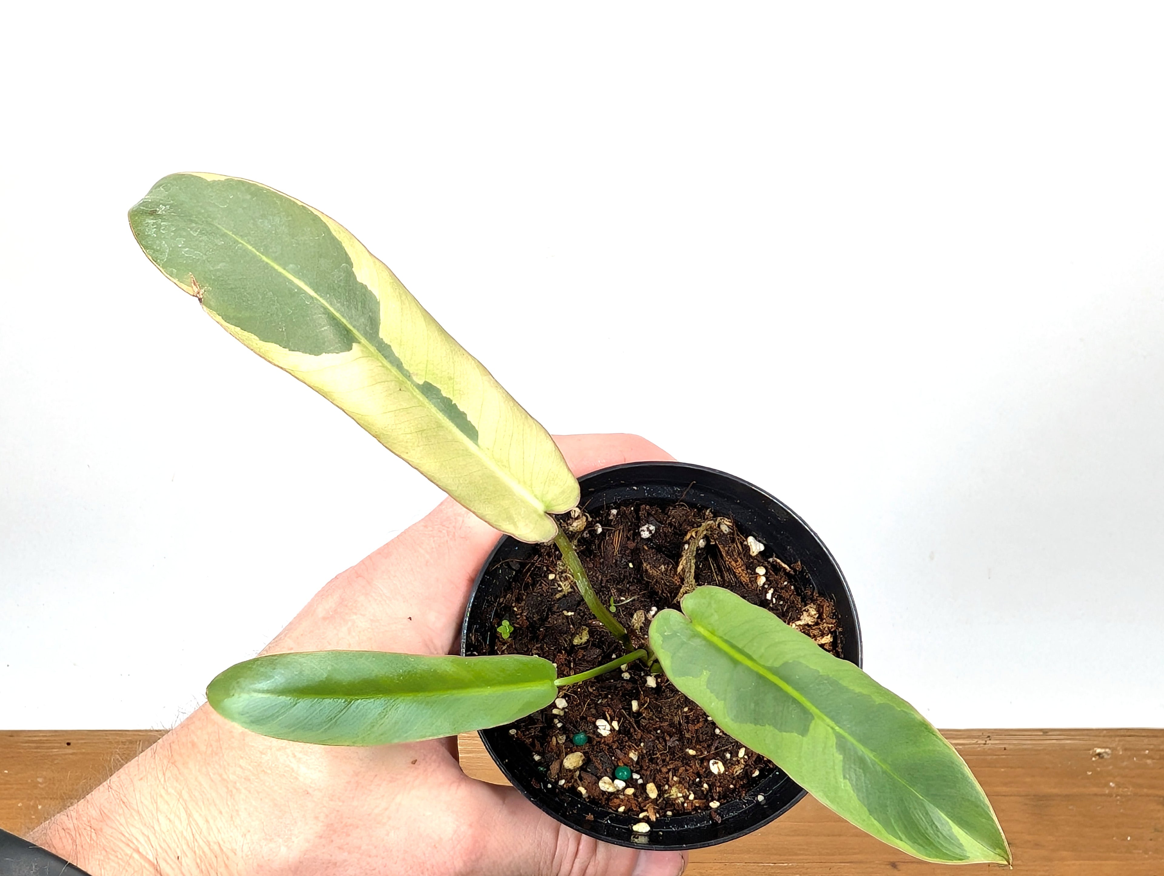 Philodendron Atabapoense Variegated - Exact Plant 
