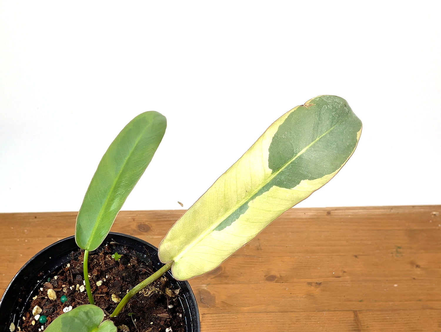 Philodendron Atabapoense Variegated - Exact Plant 