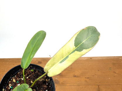 Philodendron Atabapoense Variegated - Exact Plant 