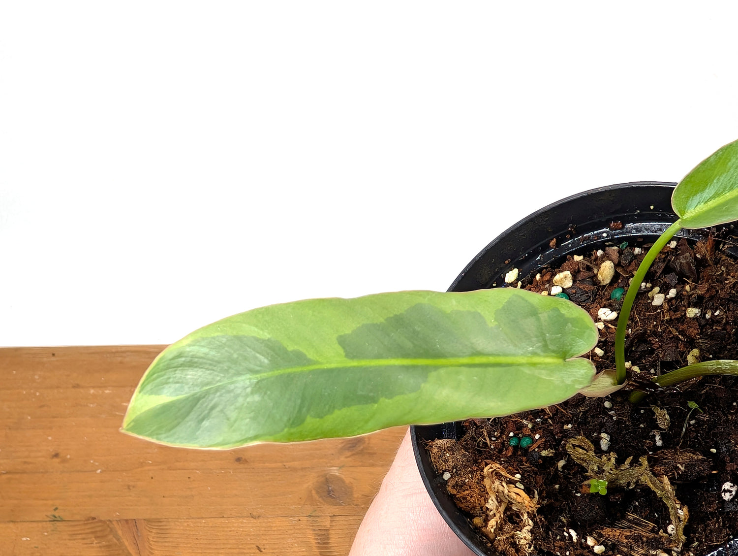 Philodendron Atabapoense Variegated - Exact Plant 