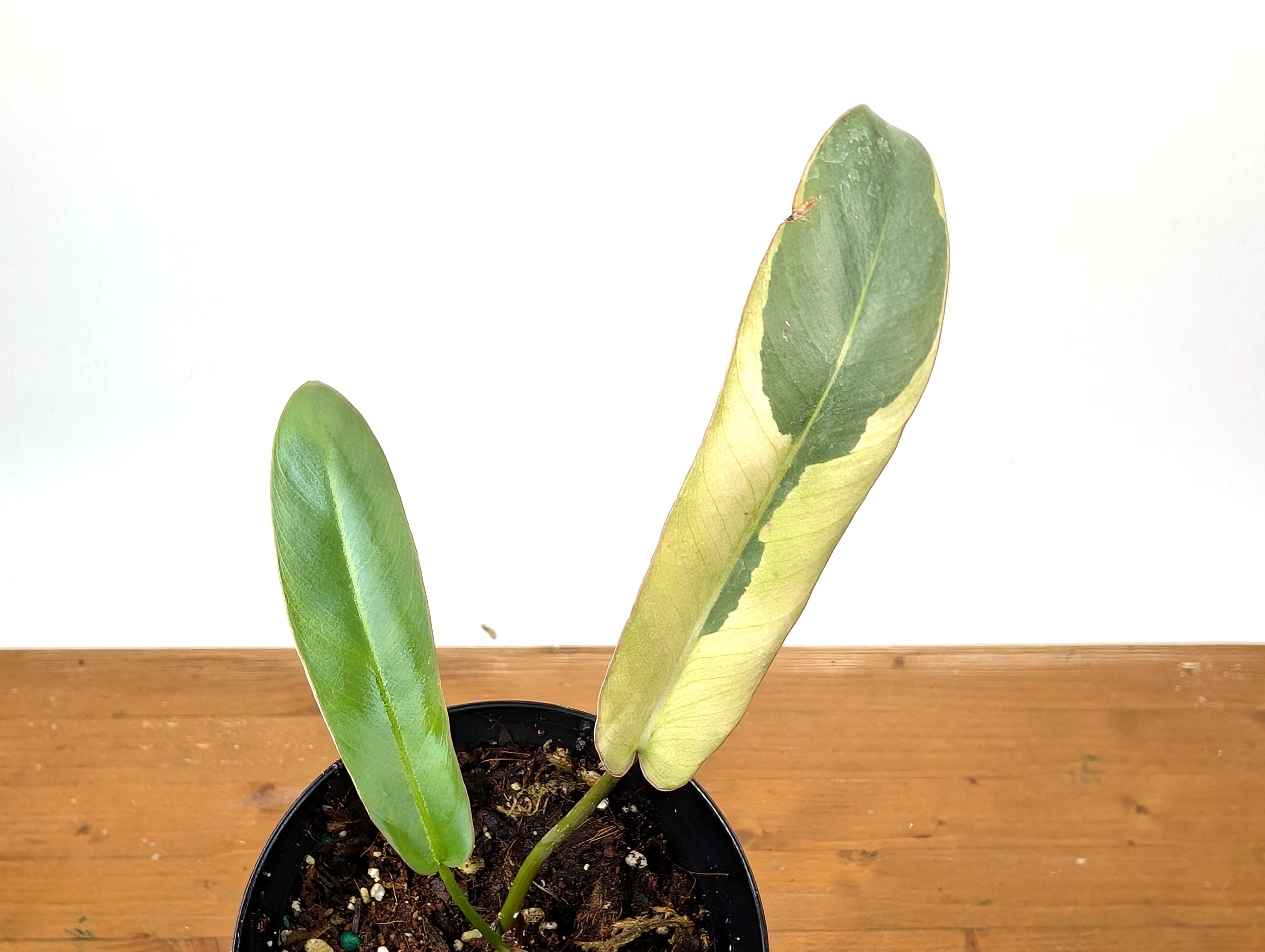 Philodendron Atabapoense Variegated - Exact Plant 