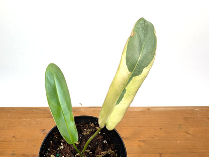 Philodendron Atabapoense Variegated - Exact Plant 