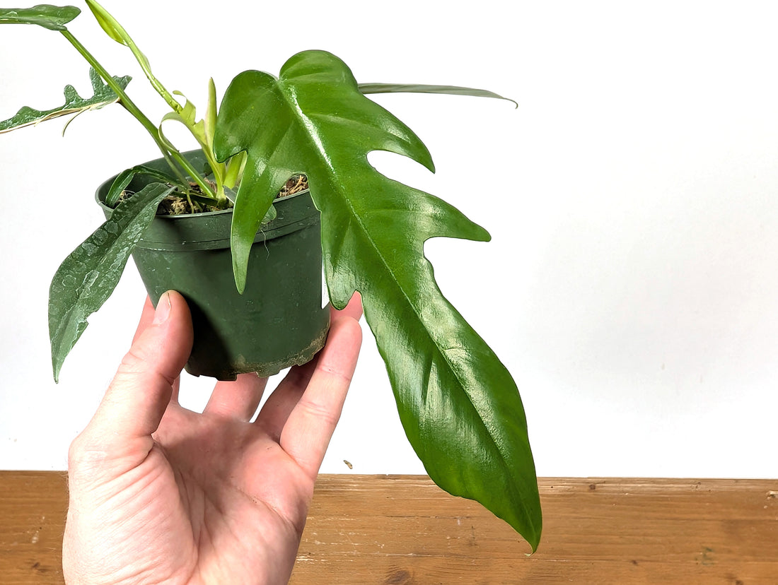 Philodendron Florida Beauty x Tortum EXACT 