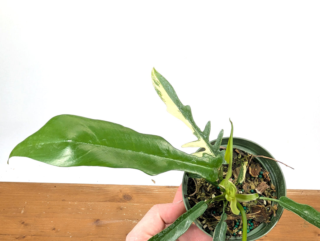 Philodendron Florida Beauty x Tortum EXACT 