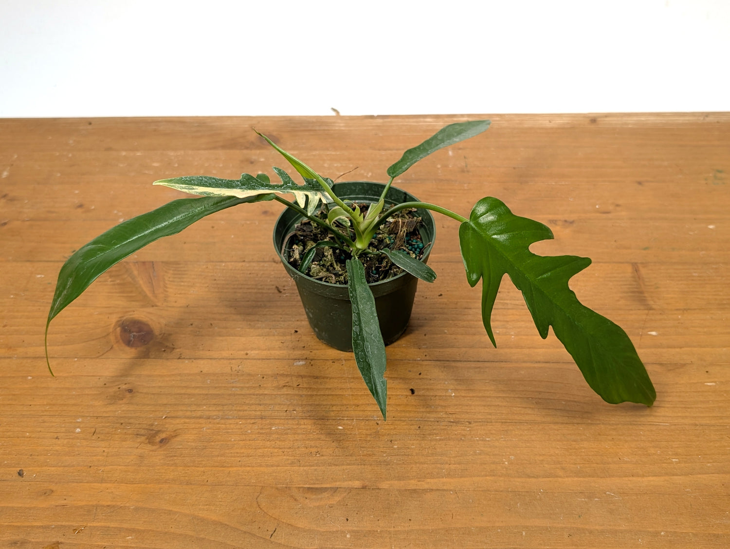 Philodendron Florida Beauty x Tortum EXACT 