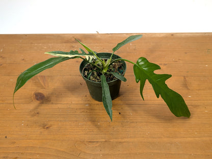 Philodendron Florida Beauty x Tortum EXACT 