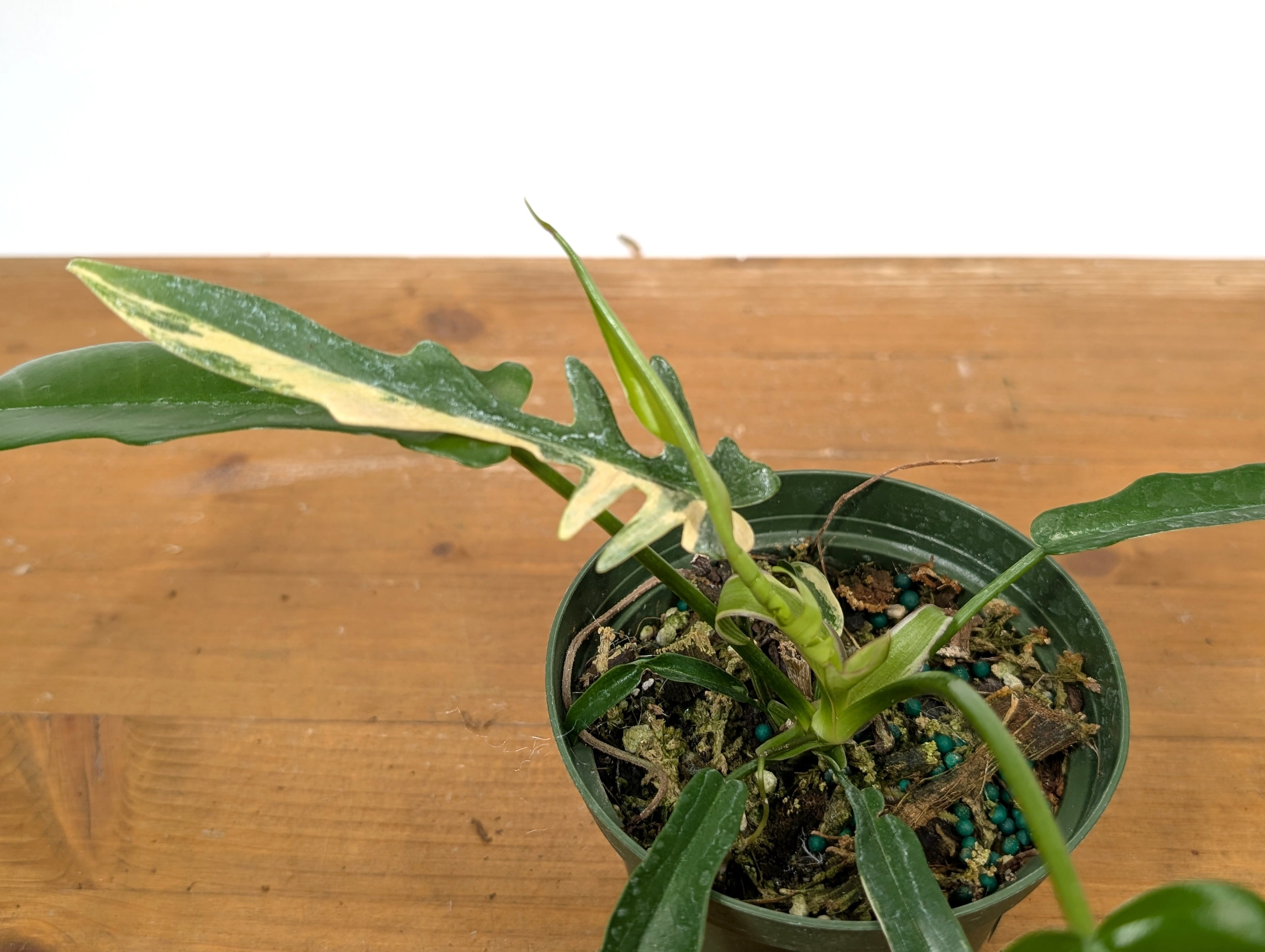 Philodendron Florida Beauty x Tortum EXACT 