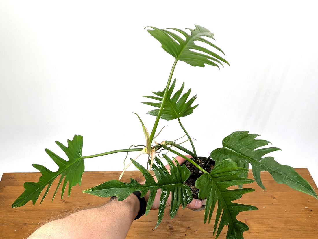 Philodendron Florida Beauty x  Tortum Exact 