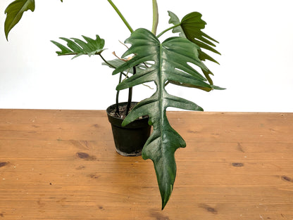 Philodendron Florida Beauty x  Tortum Exact 