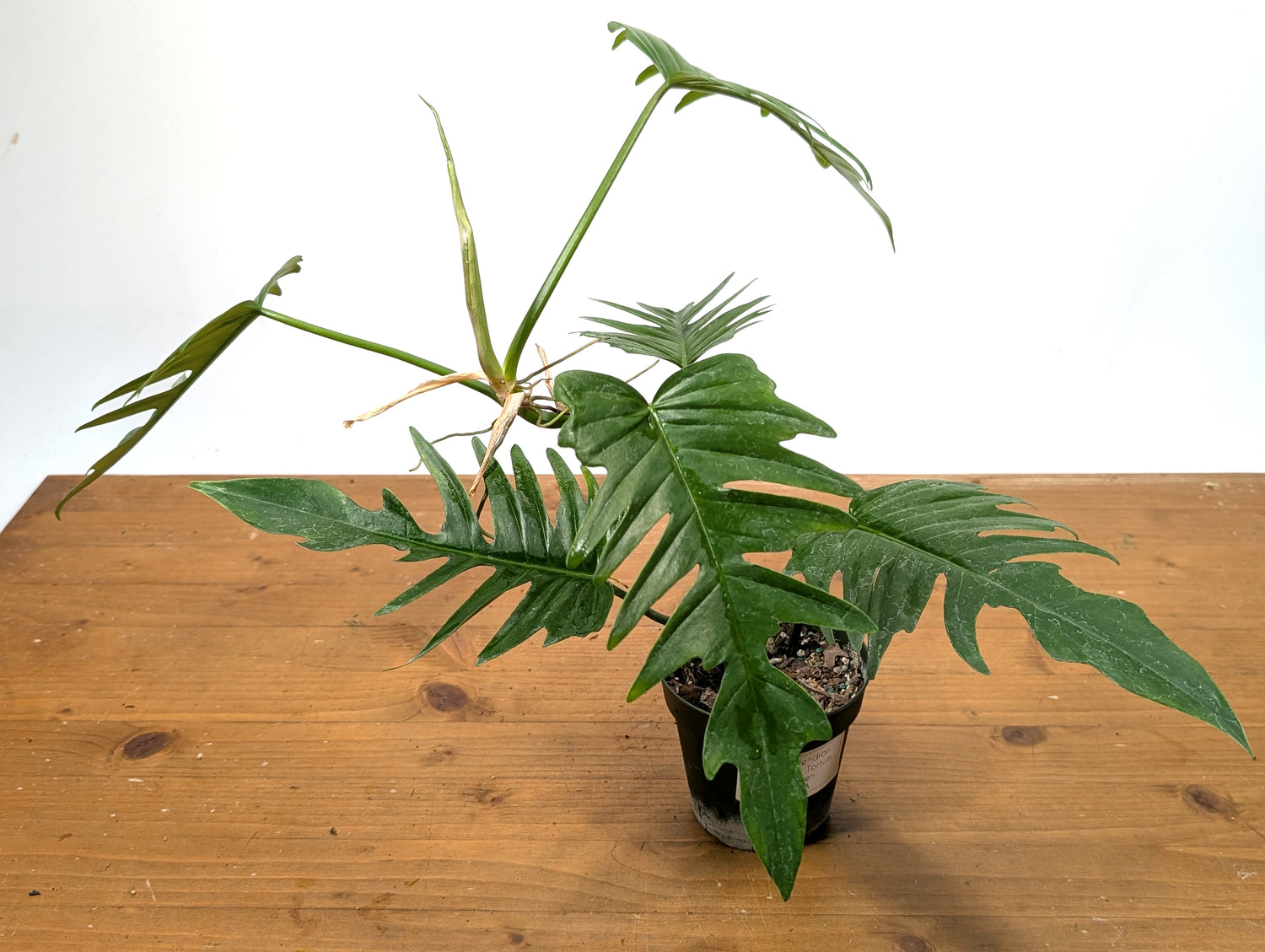 Philodendron Florida Beauty x  Tortum Exact 