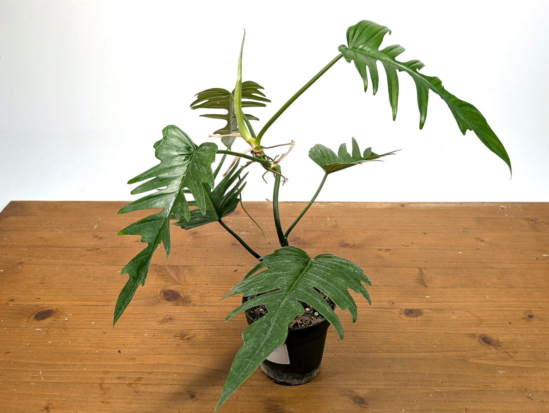 Philodendron Florida Beauty x  Tortum Exact 