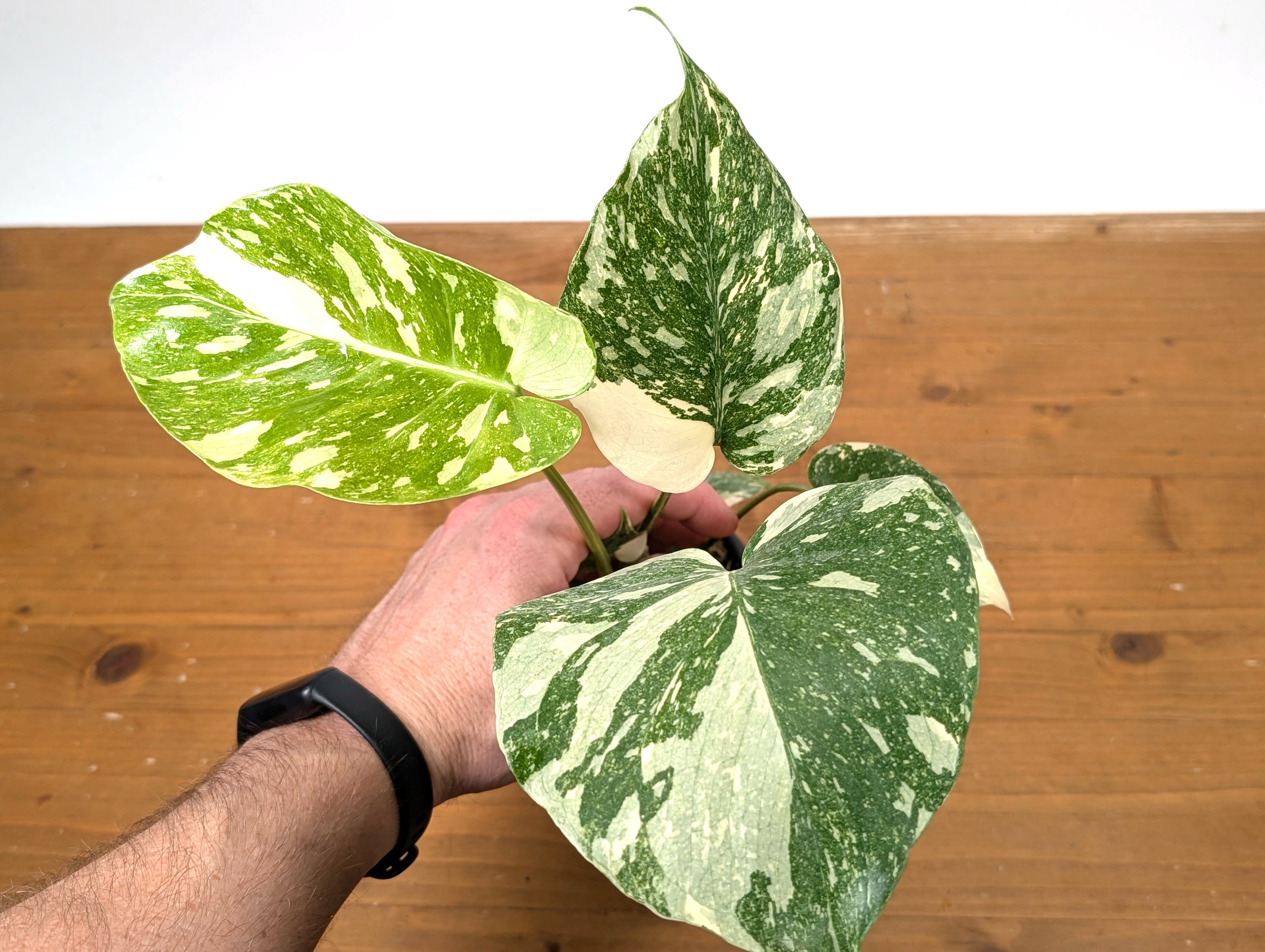Monstera Thai Constellation Creme Brulee - Exact Plant 