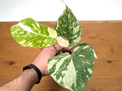 Monstera Thai Constellation Creme Brulee - Exact Plant 