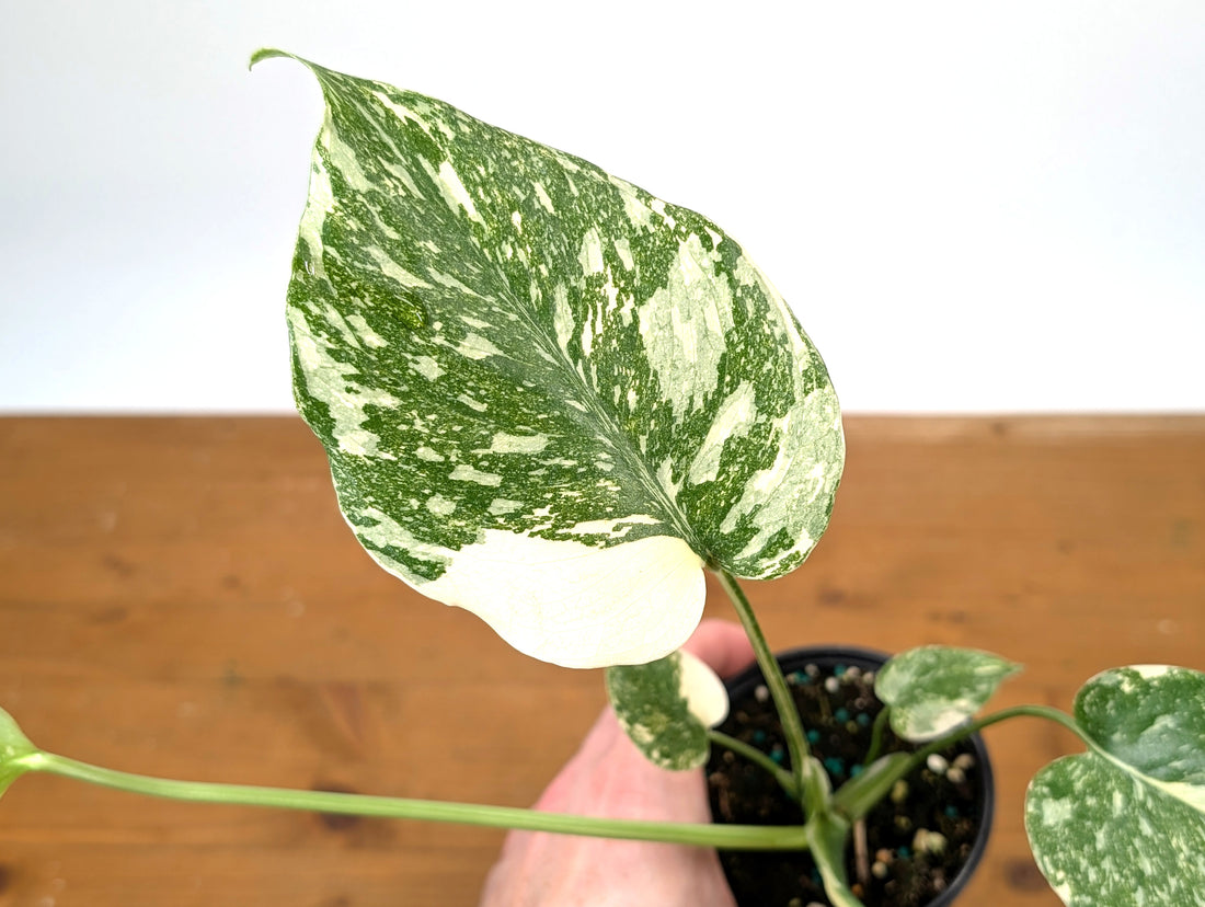 Monstera Thai Constellation Creme Brulee - Exact Plant 