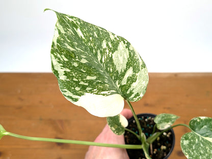 Monstera Thai Constellation Creme Brulee - Exact Plant 