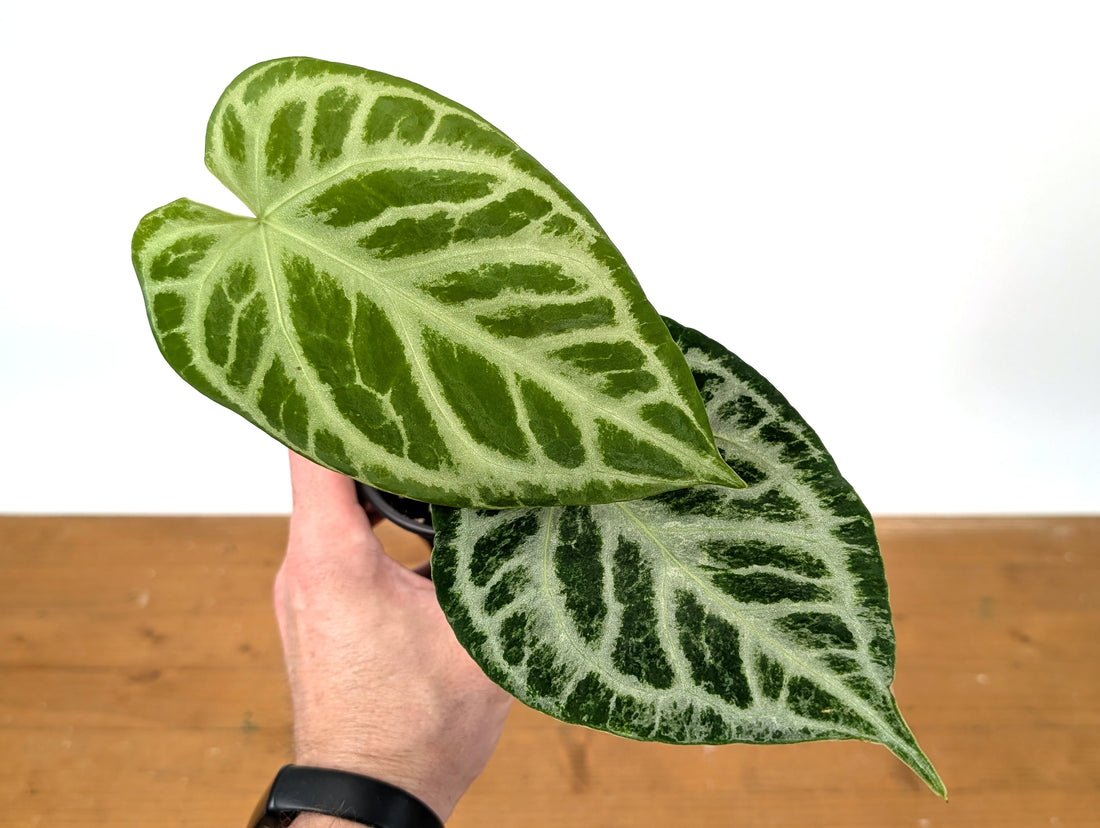 Exact Anthurium Silver Blush Variegated Mint in 4 Inch Pot 