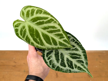 Exact Anthurium Silver Blush Variegated Mint in 4 Inch Pot 