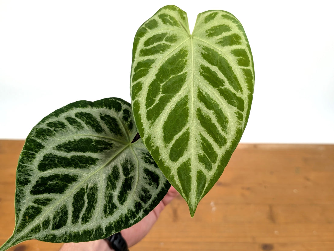 Exact Anthurium Silver Blush Variegated Mint in 4 Inch Pot 