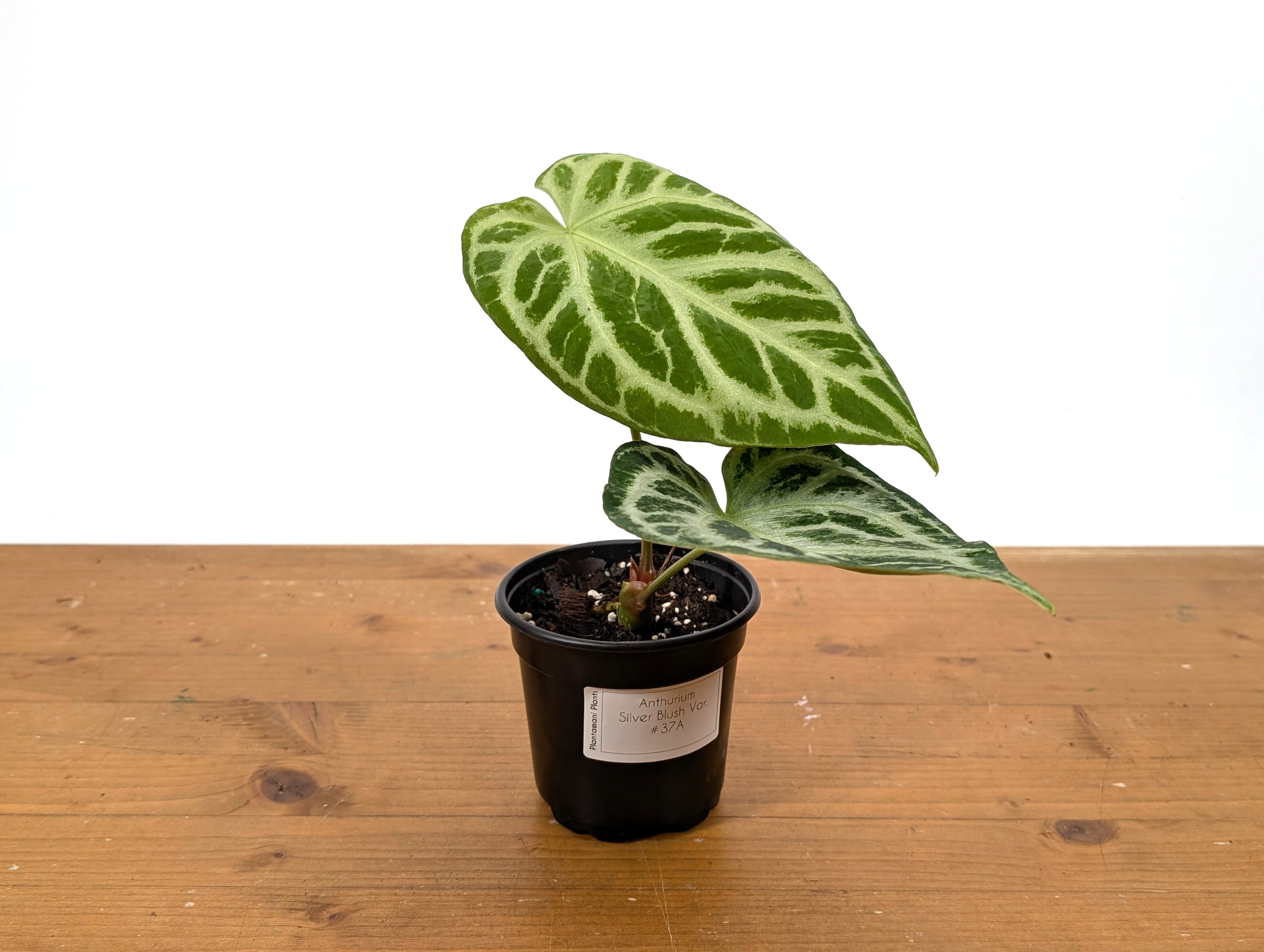 Exact Anthurium Silver Blush Variegated Mint in 4 Inch Pot 