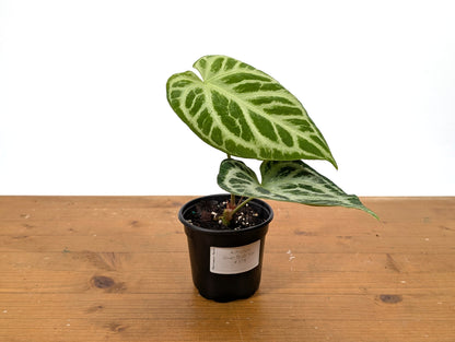 Exact Anthurium Silver Blush Variegated Mint in 4 Inch Pot 