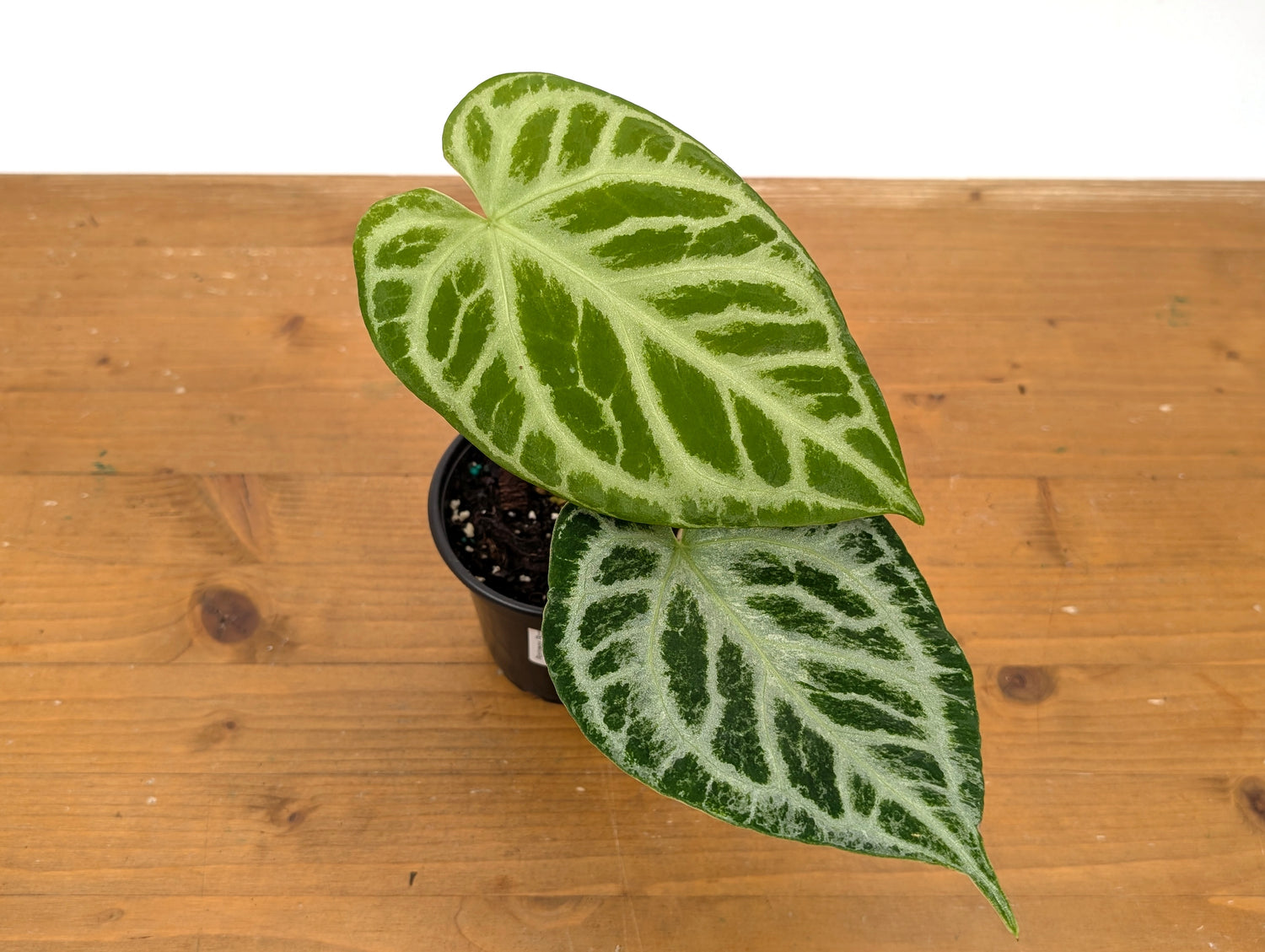 Exact Anthurium Silver Blush Variegated Mint in 4 Inch Pot 