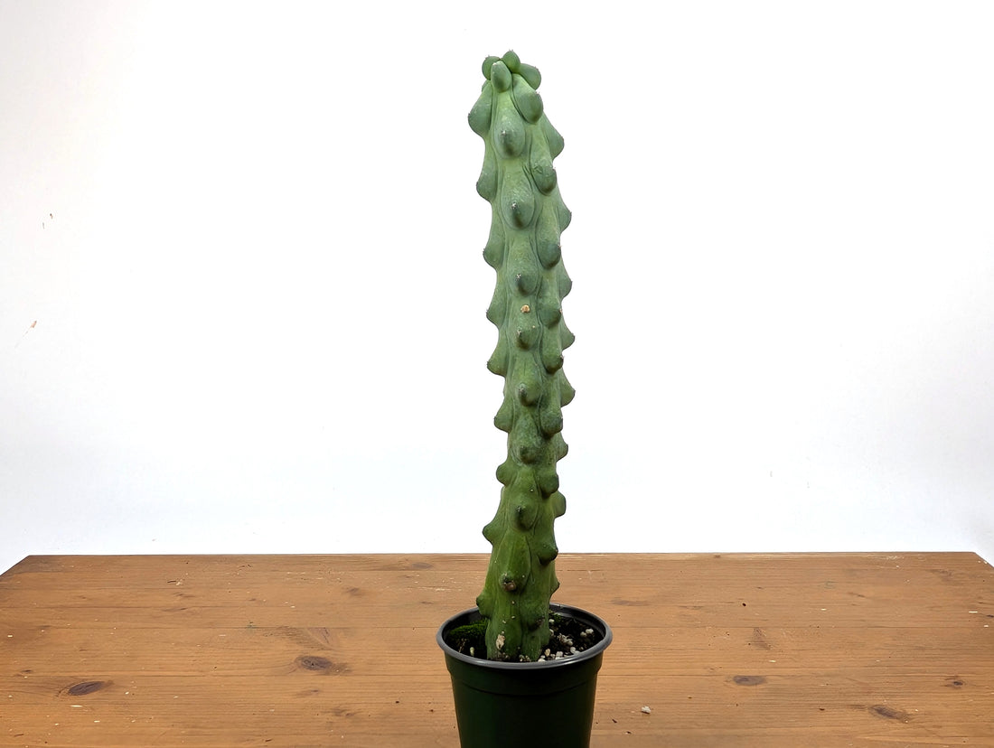 Boobie Cactus 4 Inch Pot