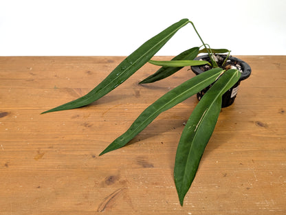 Anthurium Pallidiflorum