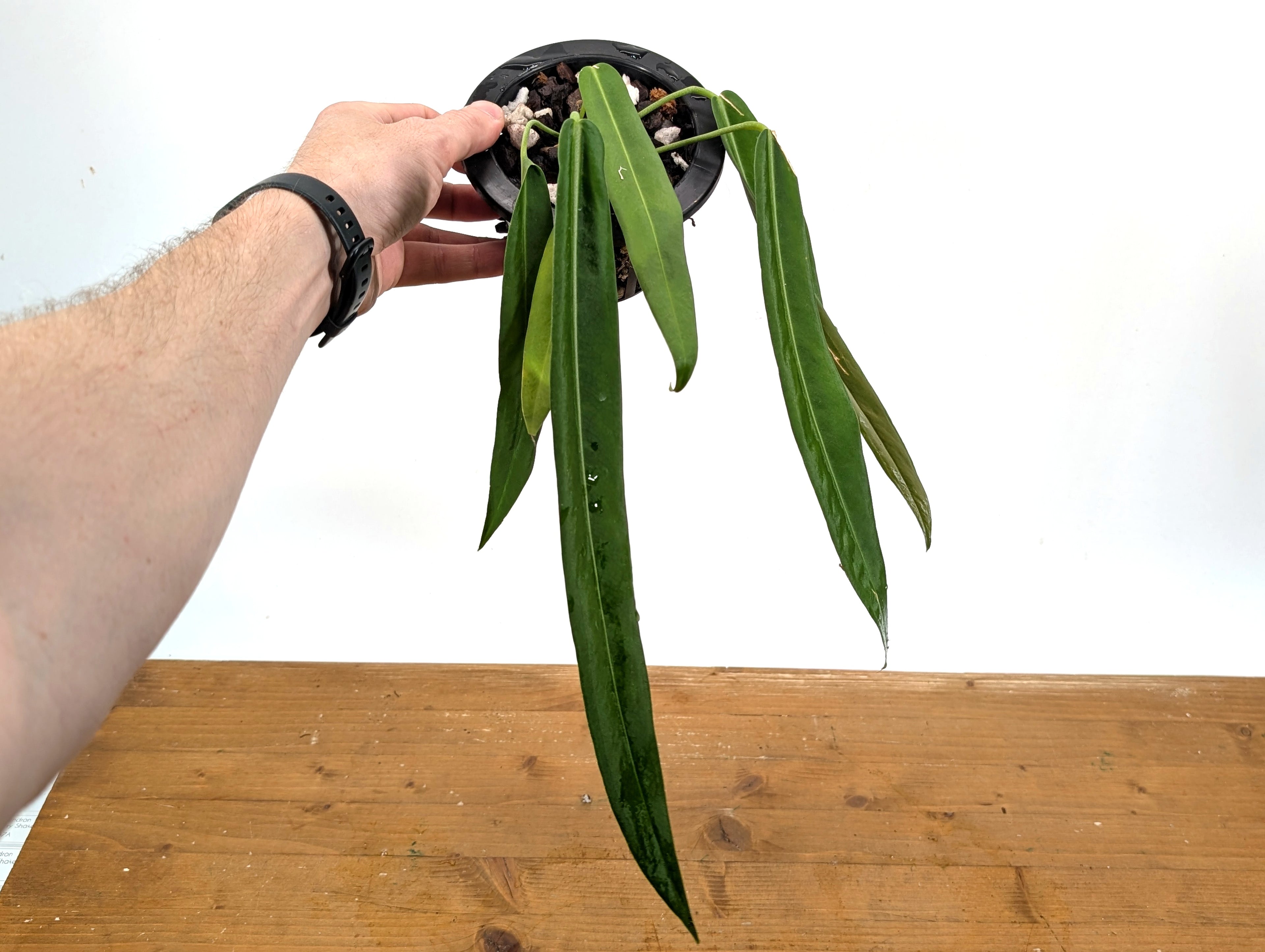 Anthurium Pallidiflorum