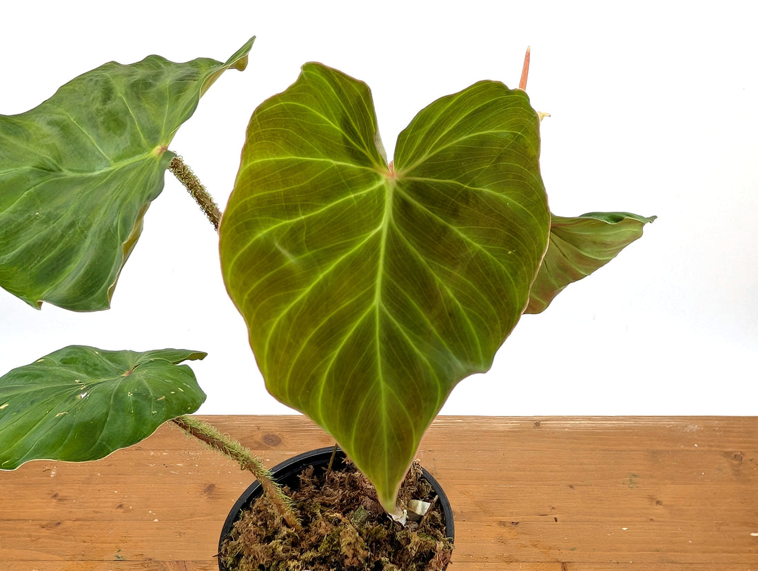 Philodendron Fibrosum x Verrucosum &