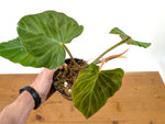 Philodendron Fibrosum x Verrucosum 'Monkey Tail'