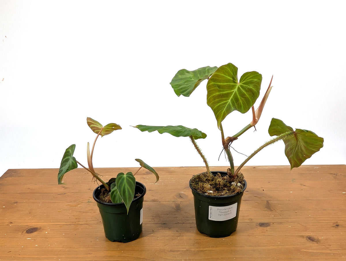 Philodendron Fibrosum x Verrucosum 'Monkey Tail'