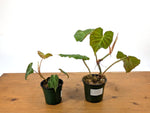 Philodendron Fibrosum x Verrucosum 'Monkey Tail'