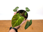 Philodendron Fibrosum x Verrucosum 'Monkey Tail'