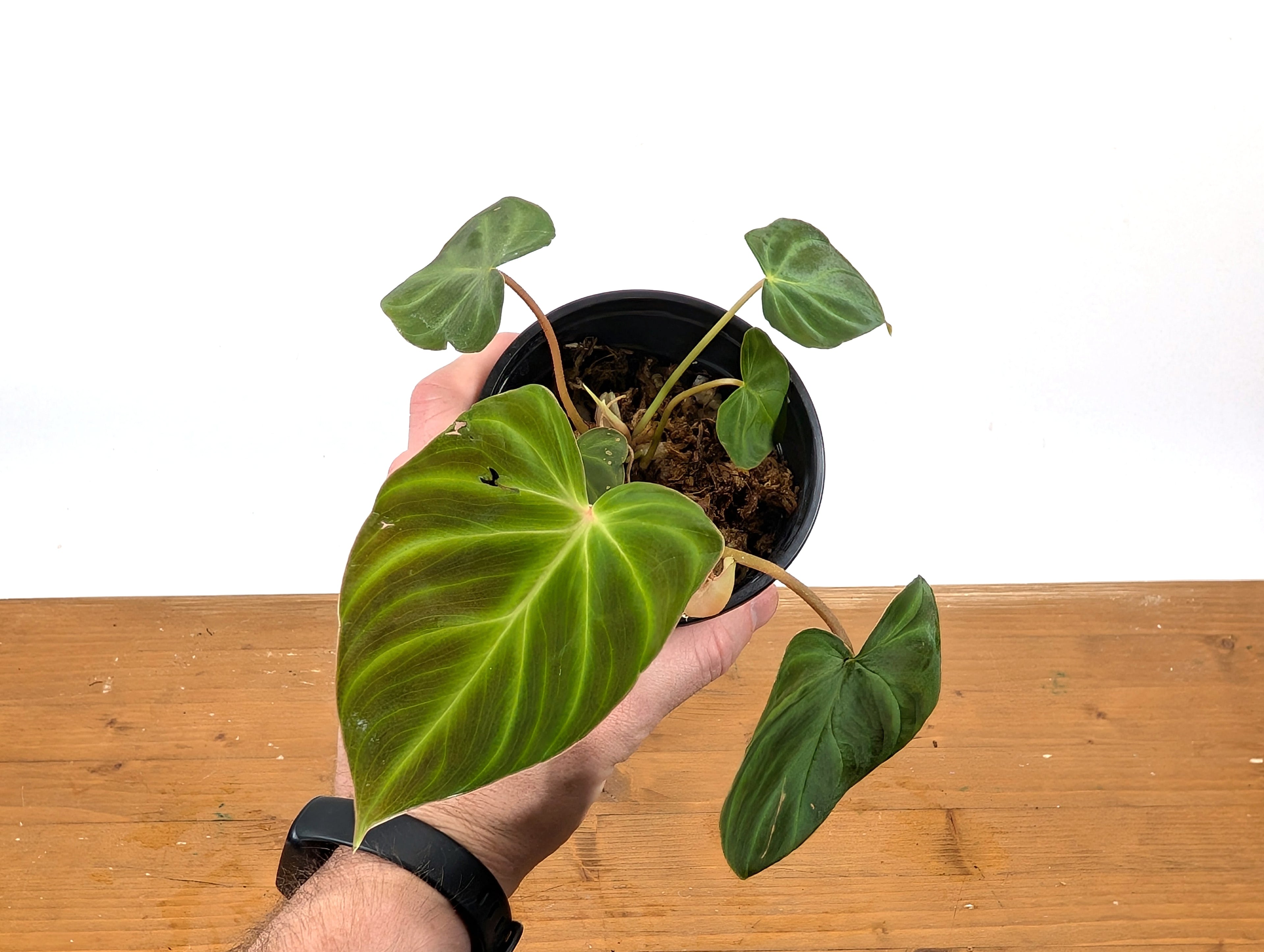 Philodendron Fibrosum x Verrucosum &