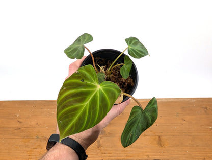Philodendron Fibrosum x Verrucosum &