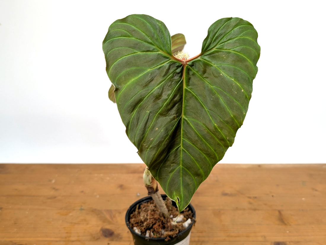 Philodendron Serpens x Verrucosum