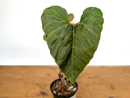 Philodendron Serpens x Verrucosum