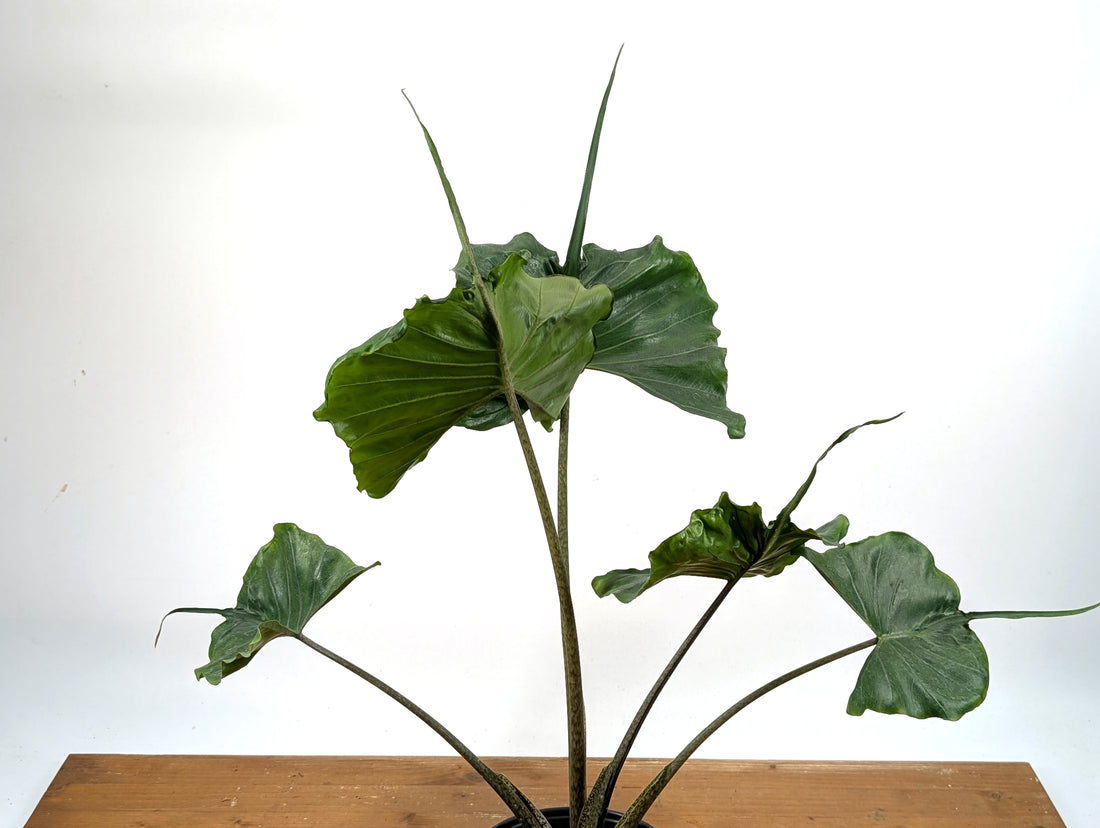 Alocasia Stingray