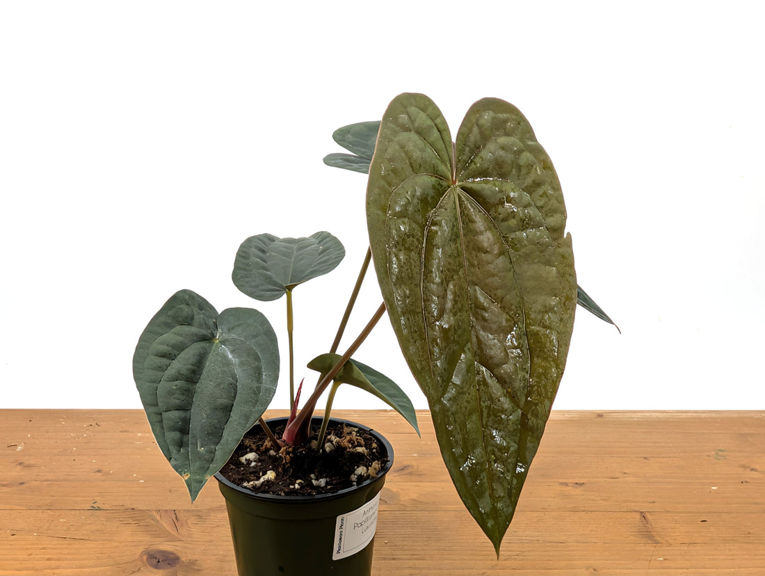 Anthurium Papillilaminum x Luxurians