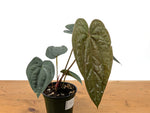 Anthurium Papillilaminum x Luxurians