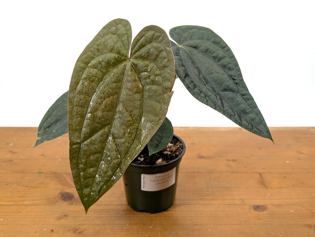 Anthurium Papillilaminum x Luxurians