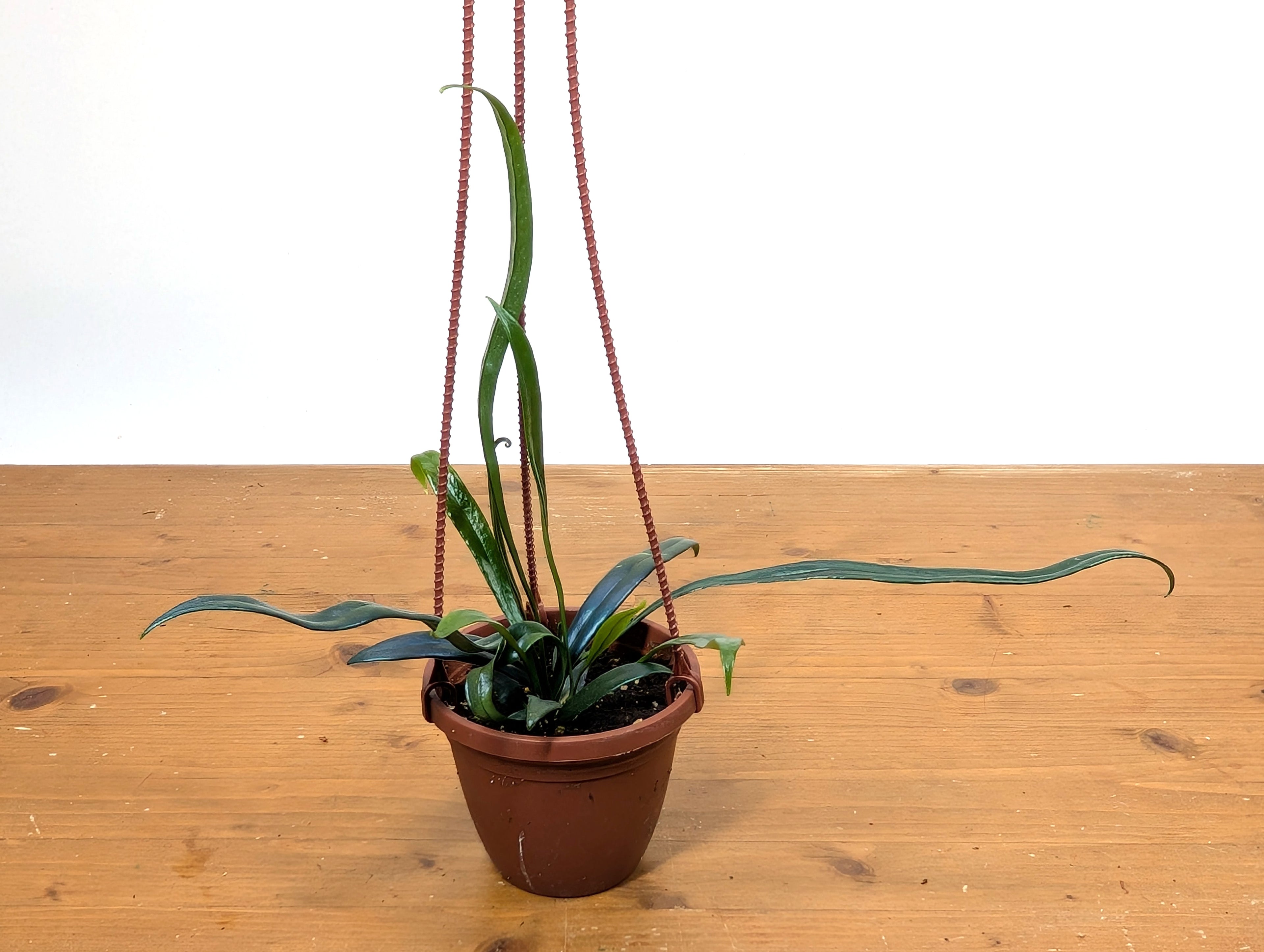 Blue Oil Fern “Microsorum Thailandicum”