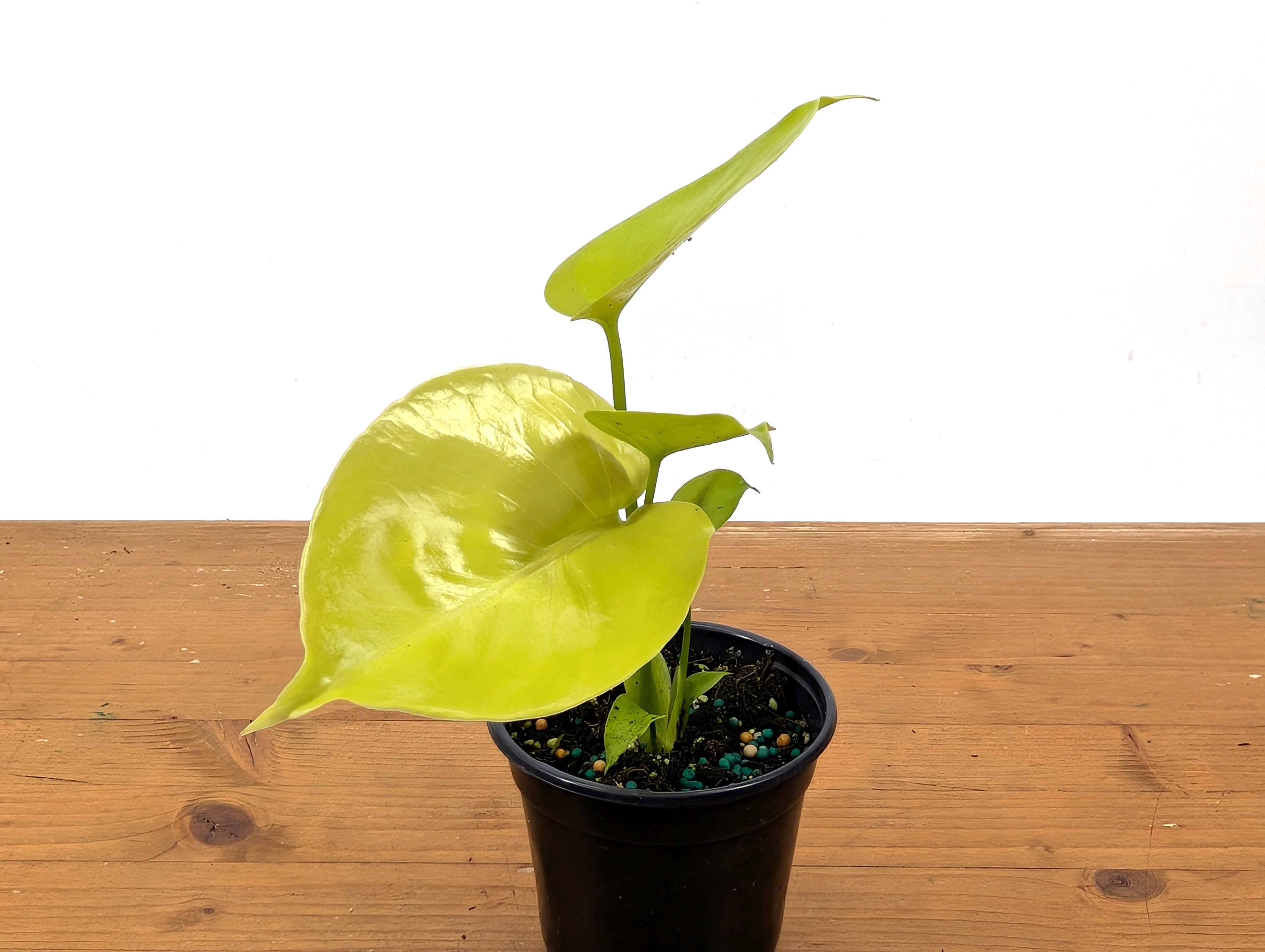 Monstera Lemon Lime